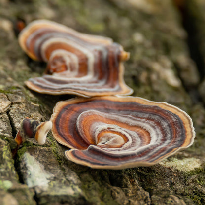 Suplemento alimenticio - Cola de Pavo (Trametes versicolor)